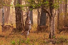 Sundarbans chetra deer