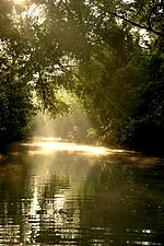 The Sundarbans