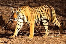 Wildlife in Bangladesh tiger