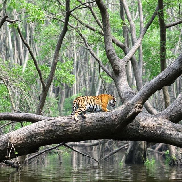Sundarbans – Home of the Royal Bengal Tiger