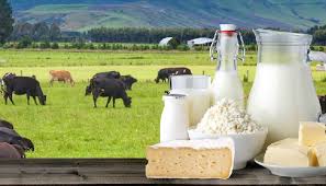 Bangladesh Business Directory 86 Sylhet Organic Dairy Logo